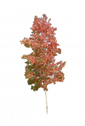 Ambrowiec amerykański DUŻE SADZONKI 250-300 cm, obwód pnia 10-12 cm (Liquidambar styraciflua)